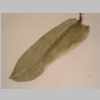 Leaf 10er 01.jpg
